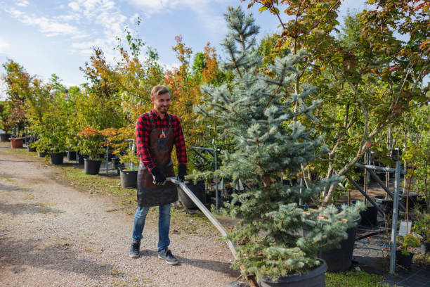 The Steps Involved in Our Tree Care Process in Hillcrest Heights, MD